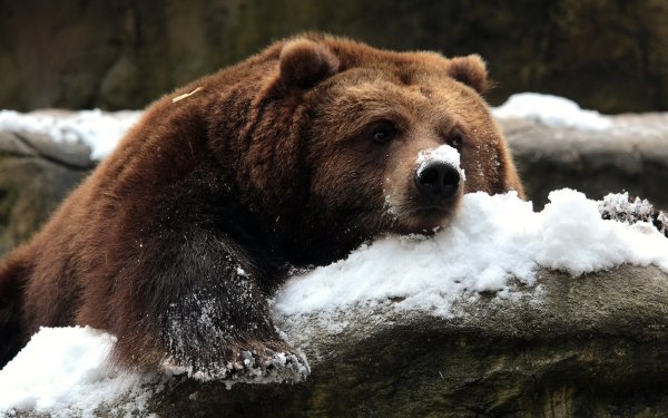 Animal Bear Bears Resting Snow HD Wallpaper | Background Image