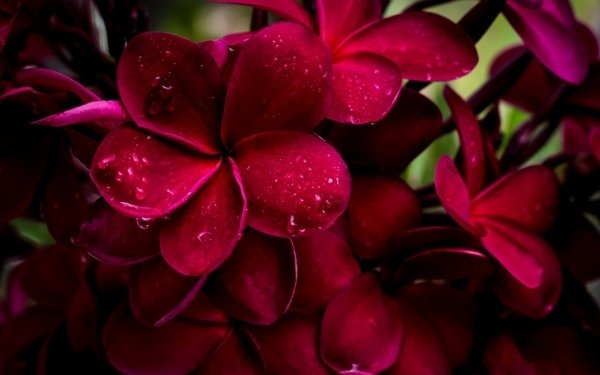 Earth Frangipani Flowers Plumeria Red Flower HD Wallpaper | Background Image