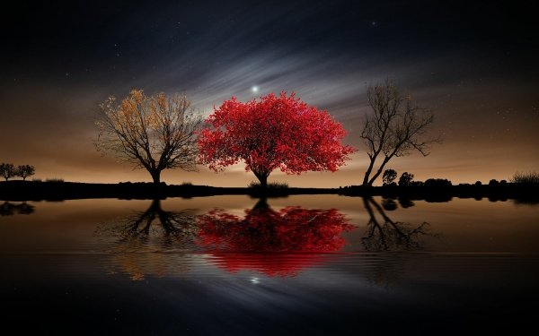 Earth Tree Trees Red Night Moon Reflection HD Wallpaper | Background Image
