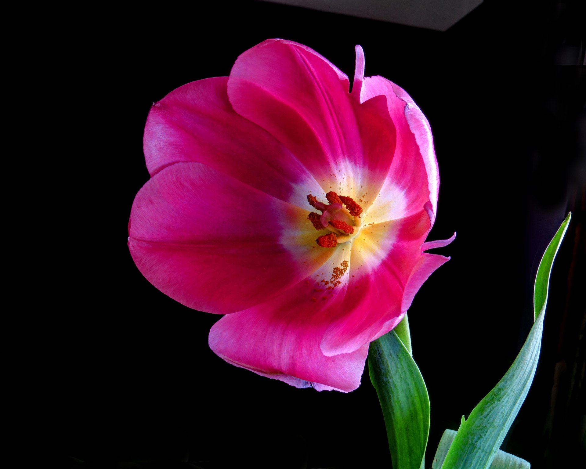 Download Pink Flower Flower Nature Tulip HD Wallpaper