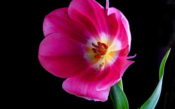 Earth Tulip Flowers Flower Pink Flower HD Wallpaper | Background Image