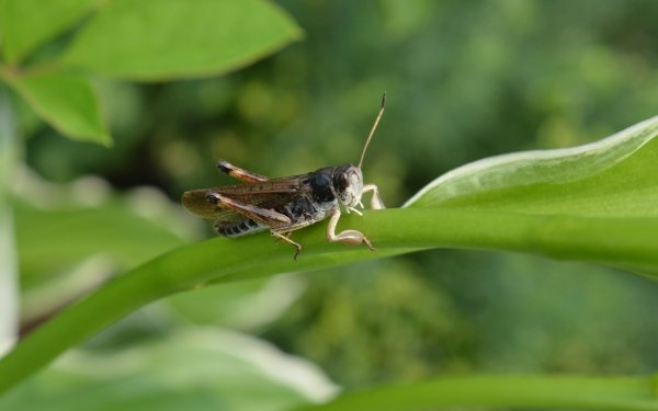Animal Grasshopper Insect HD Wallpaper | Background Image