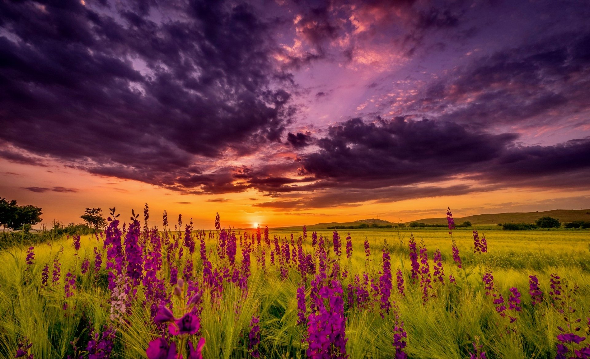 Download Cloud Purple Flower Sunset Field Flower Nature Lupine HD ...