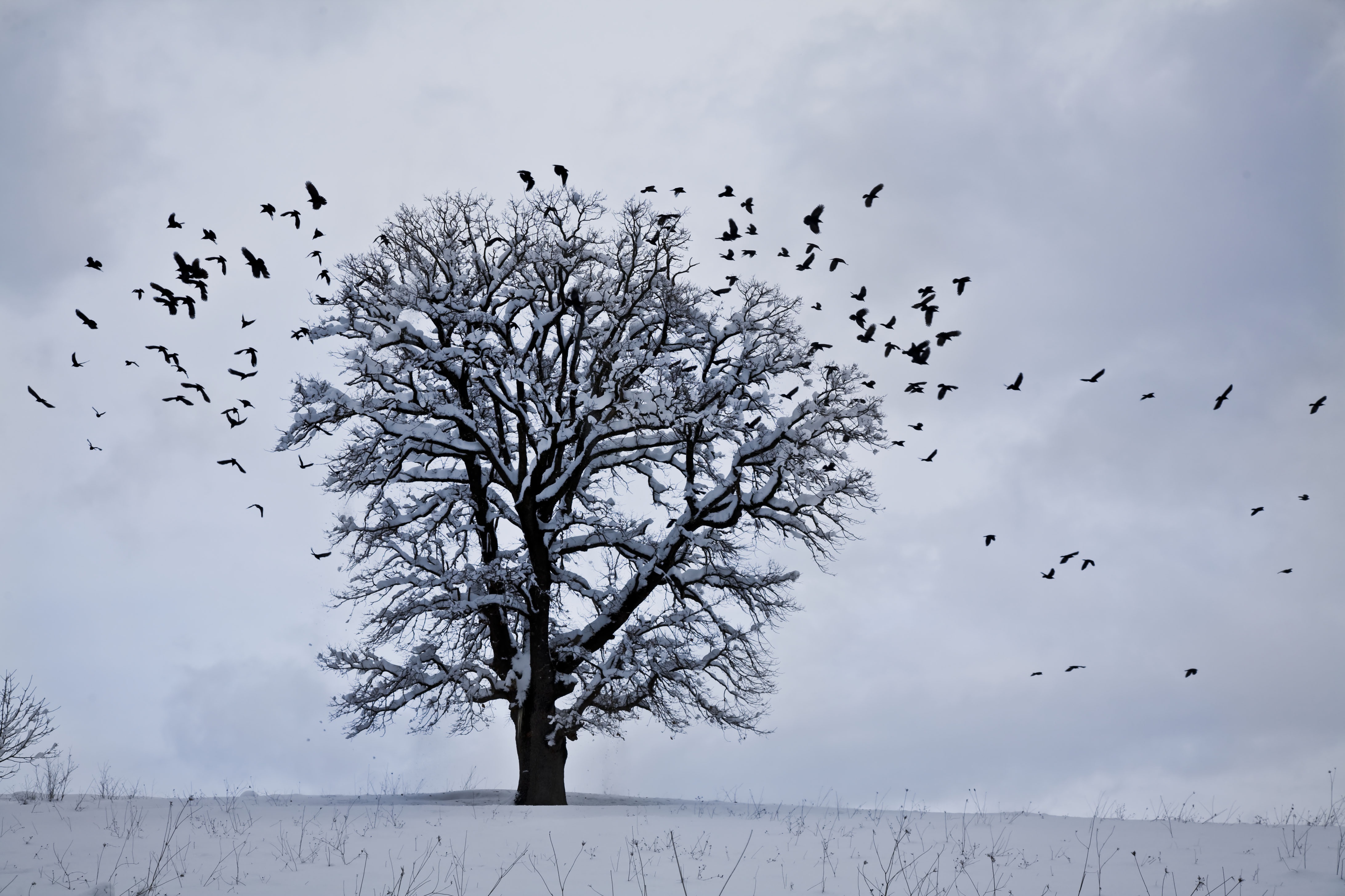 Flying tree. Птица над деревом. Деревья птицы облака. Птицы в небе зимой. Птицы на дереве зимой.