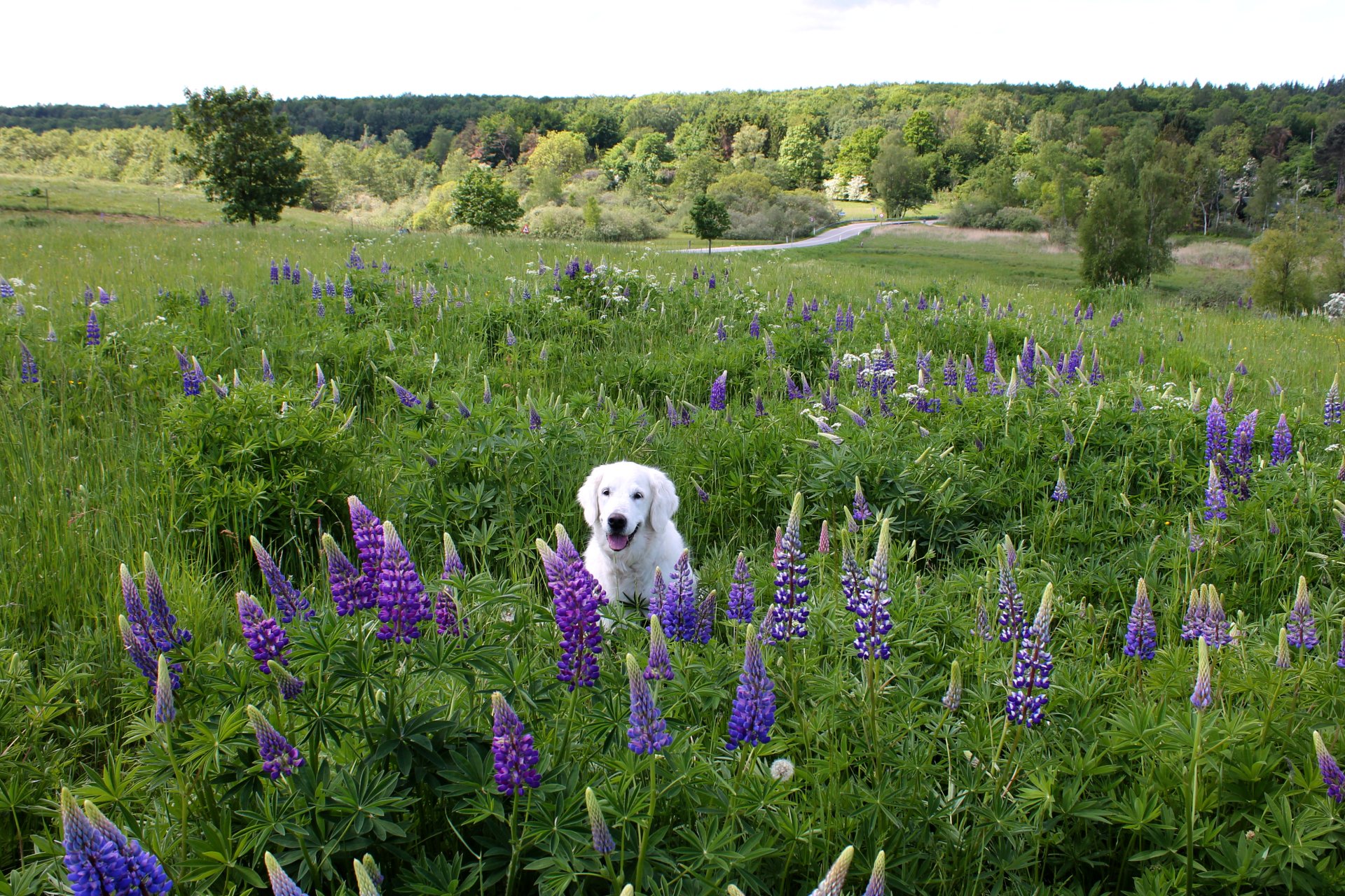 A Labrador Retriever sits happily among tall purple lupine flowers in a lush green meadow under a clear sky.