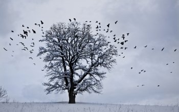 60+ White Tree Snow 高清壁纸 桌面背景