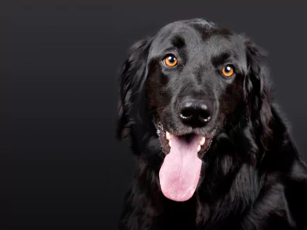 Portrait of a black Hovawart dog with a pink tongue and visible muzzle, amber eyes against a dark gradient — 2K Quad HD PC desktop wallpaper.