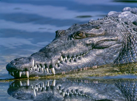 Animal crocodile HD Desktop Wallpaper | Background Image