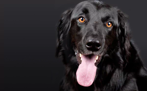 Portrait of a black Hovawart dog with a pink tongue and visible muzzle, amber eyes against a dark gradient — 2K Quad HD PC desktop wallpaper.