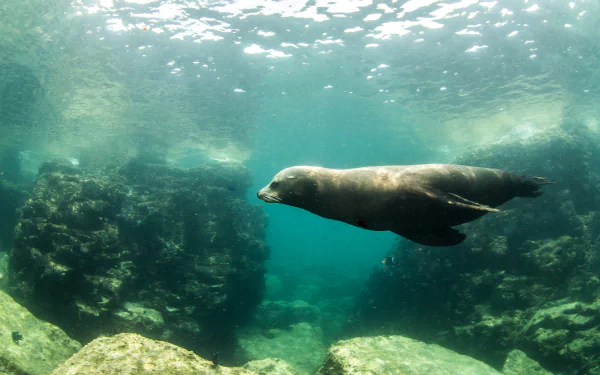underwater Animal seal HD Desktop Wallpaper | Background Image