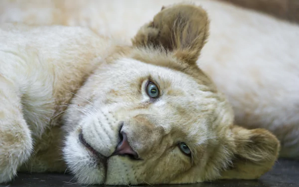Close-up of a cute baby white lion cub lying down, soft fur and green eyes — 4K Ultra HD PC desktop wallpaper/background.