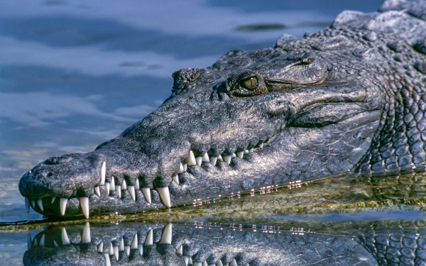 Animal crocodile HD Desktop Wallpaper | Background Image