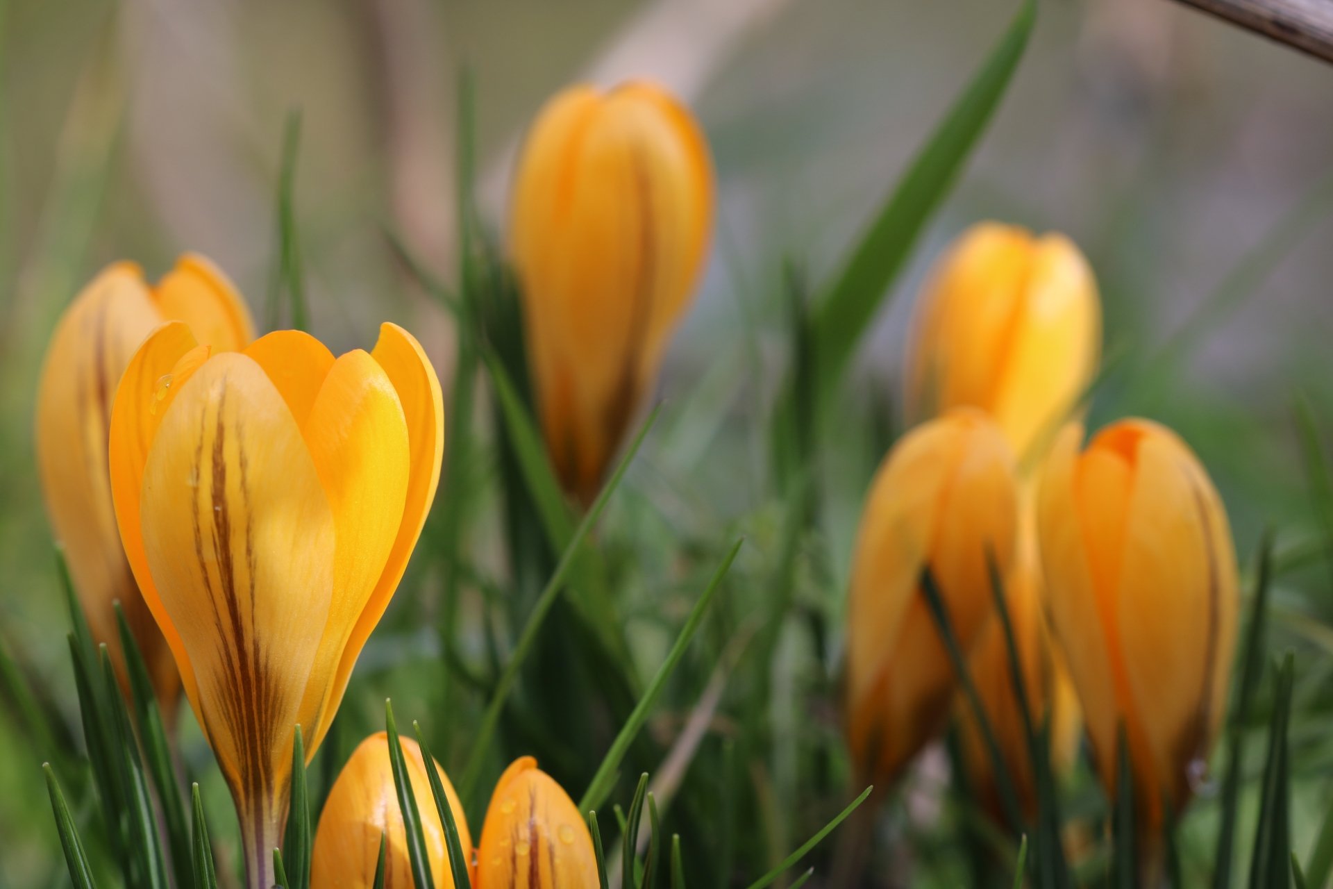 Crocus 4k Ultra HD Wallpaper