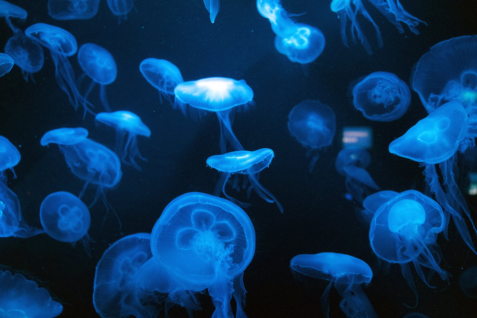 Download Blue Animal Jellyfish 4k Ultra HD Wallpaper