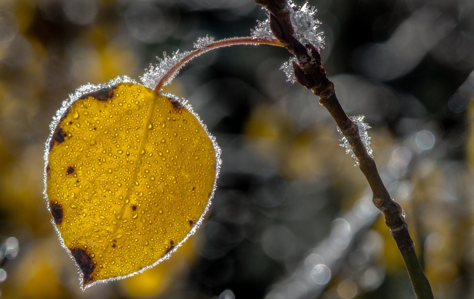 Download Frost Nature Close-up Leaf HD Wallpaper