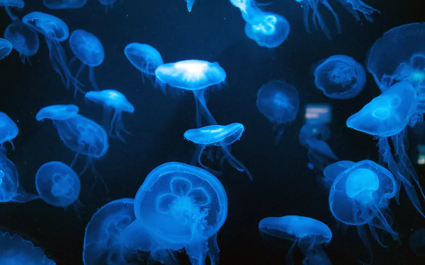 blue Animal jellyfish HD Desktop Wallpaper | Background Image