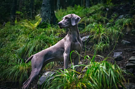 Weimaraner dog standing alert on a mossy forest slope amid lush green foliage — HD PC desktop wallpaper background.