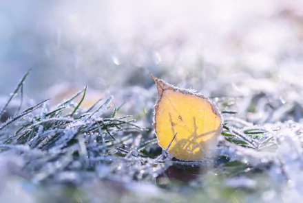 HD PC desktop wallpaper/background: single yellow leaf on frost-covered grass, bathed in soft morning light with a blurred nature bokeh.