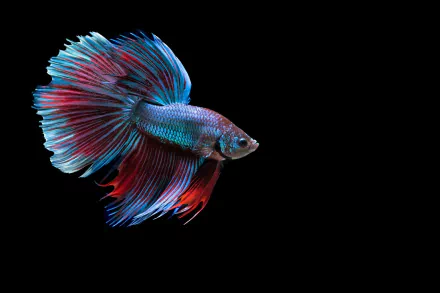 HD desktop wallpaper featuring a vibrant Siamese fighting fish, also known as a Betta, displaying its colorful fins against a black background.