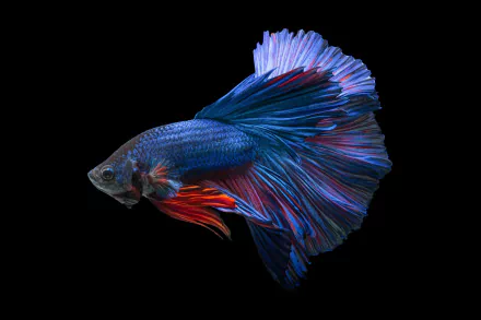 HD desktop wallpaper of a vibrant Siamese fighting fish (Betta) with flowing blue and red fins against a black background.