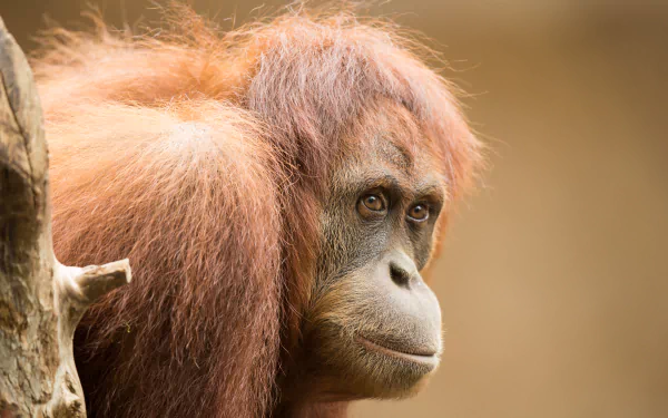 primate monkey Animal Orangutan HD Desktop Wallpaper | Background Image