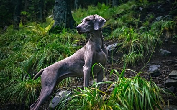Animal Weimaraner Dogs Dog HD Wallpaper | Background Image