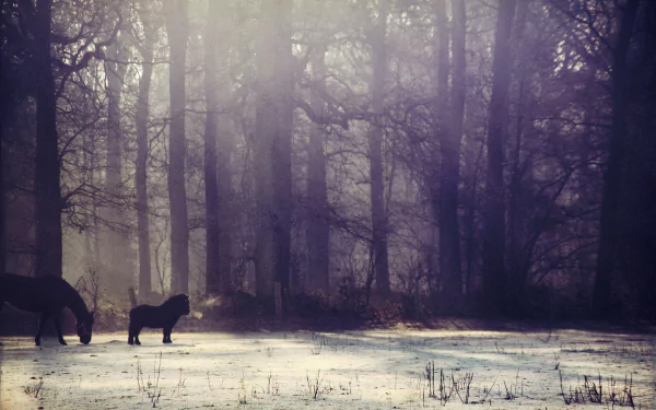 HD PC desktop wallpaper: fog-filled winter forest with snow on the ground and two ponies grazing among tall trees — a quiet winter animals scene.