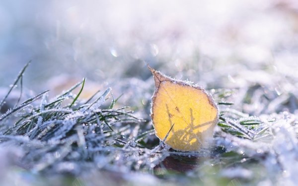 Earth Leaf Nature Grass Frost HD Wallpaper | Background Image