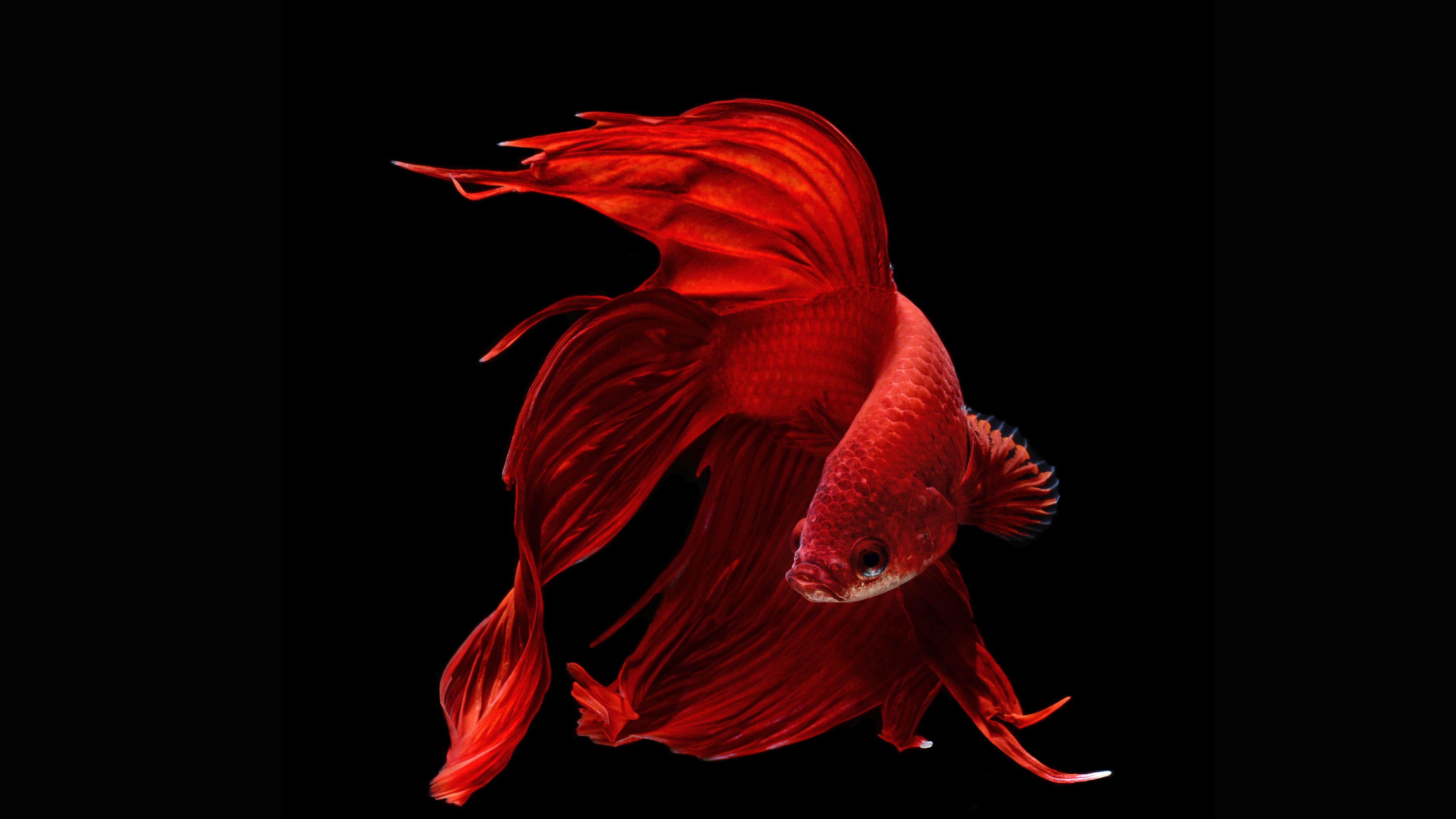 20+ Betta HD Wallpapers and Backgrounds