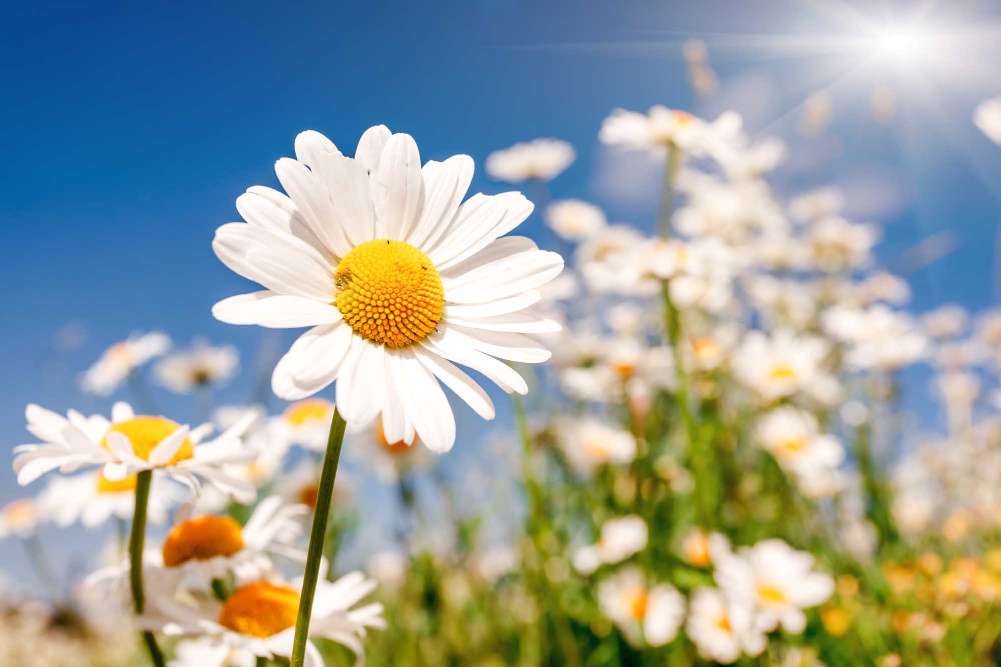 Shasta Daisies: How to Plant, Grow, and Care for Daisy Flowers | The Old Farmer's Almanac