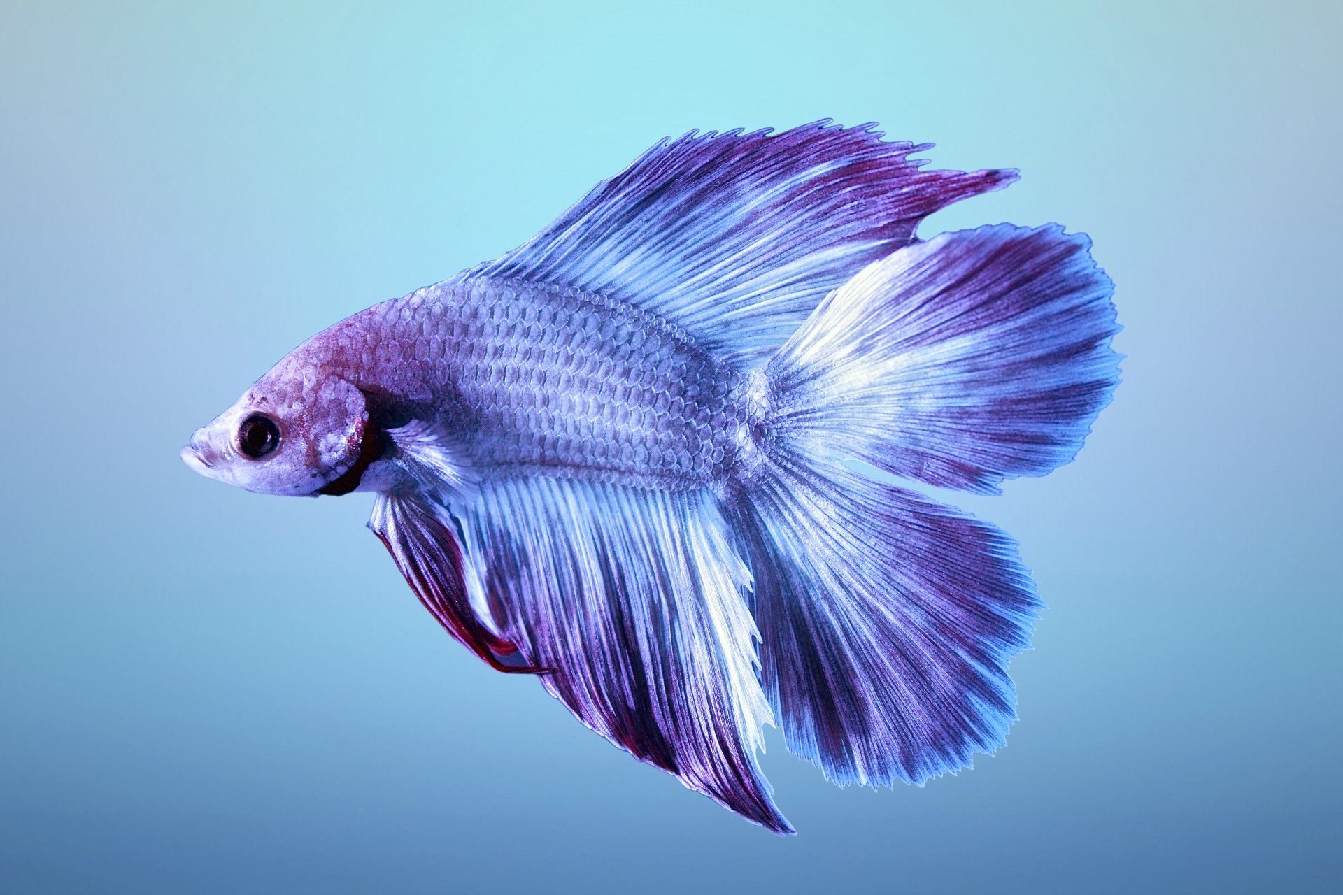 Download Siamese Fighting Fish Animal Betta 4k Ultra HD Wallpaper
