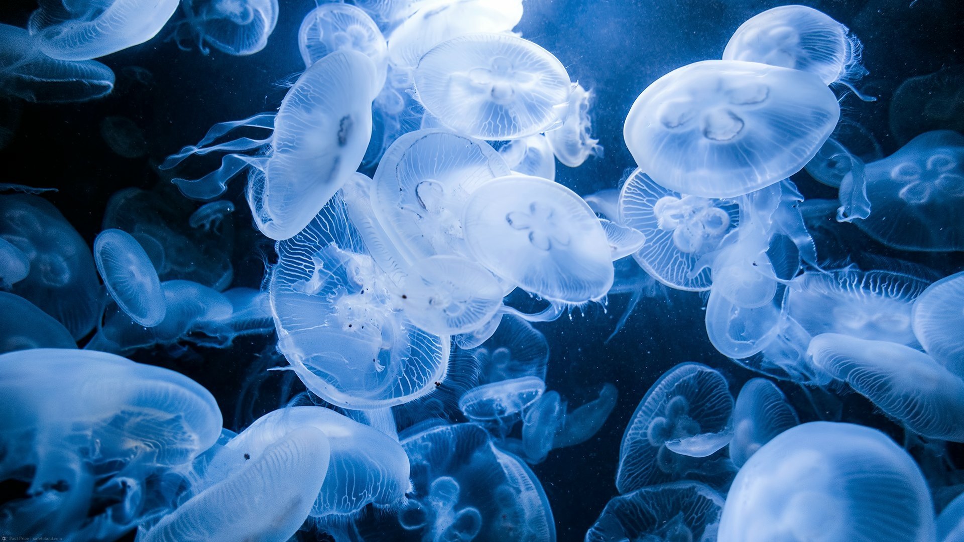 Download Animal Jellyfish HD Wallpaper