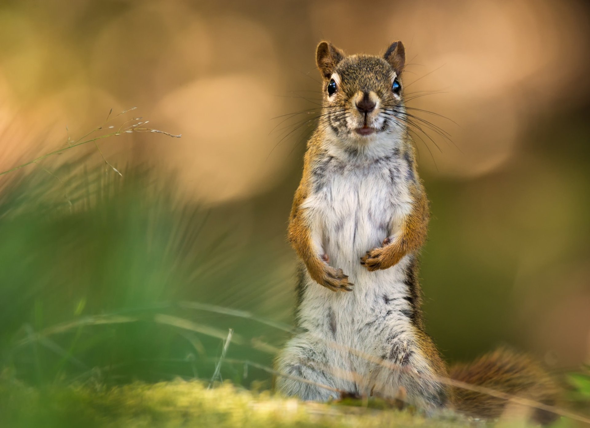 HD PC desktop wallpaper of a squirrel rodent (animal) standing upright in grass with a warm bokeh background.