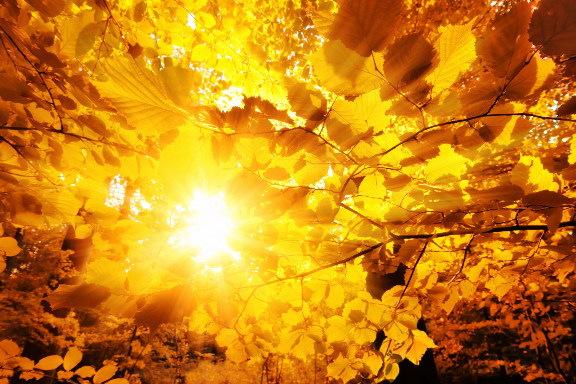 4K Ultra HD nature wallpaper showing bright sunlight shining through golden yellow fall leaves on tree branches.