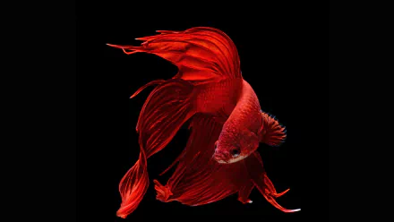 A vibrant HD desktop wallpaper featuring a red Siamese fighting fish (Betta) against a black background, showcasing its flowing fins in stunning detail.