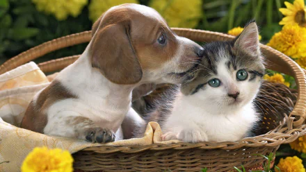 HD wallpaper of a cute kitten and puppy snuggled in a basket surrounded by yellow flowers, tagged with baby animal, love, basket, Animal, Cat & Dog.