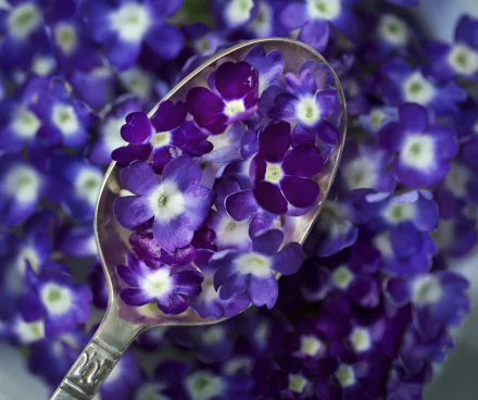 purple flower spoon man made flower HD Desktop Wallpaper | Background Image