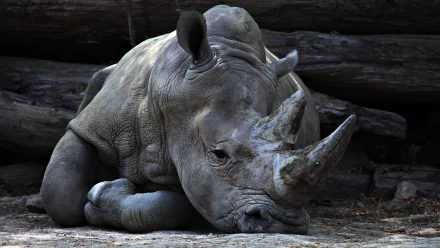 Close-up of a resting rhino in 4K Ultra HD, captured as a detailed PC desktop wallpaper showcasing the animal's textured skin and prominent horns.
