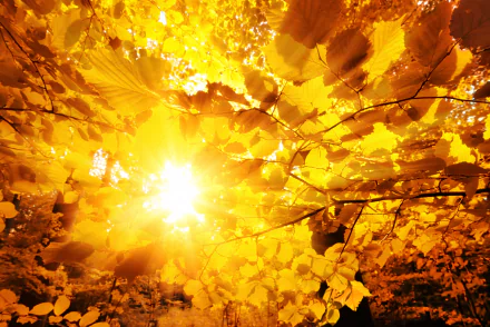nature fall HD Desktop Wallpaper | Background Image