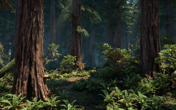 Earth Forest Redwood Tree Fern HD Wallpaper | Background Image