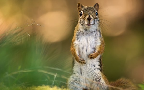 Animal Squirrel Rodent HD Wallpaper | Background Image