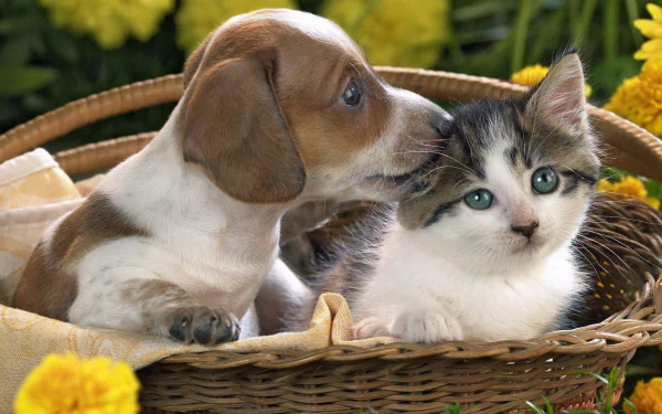 HD wallpaper of a cute kitten and puppy snuggled in a basket surrounded by yellow flowers, tagged with baby animal, love, basket, Animal, Cat & Dog.