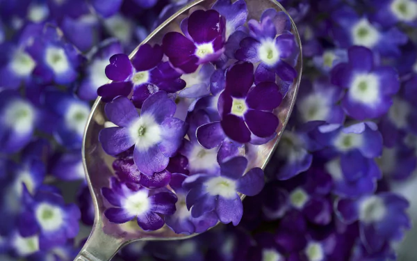 purple flower spoon man made flower HD Desktop Wallpaper | Background Image