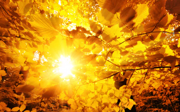 nature fall HD Desktop Wallpaper | Background Image