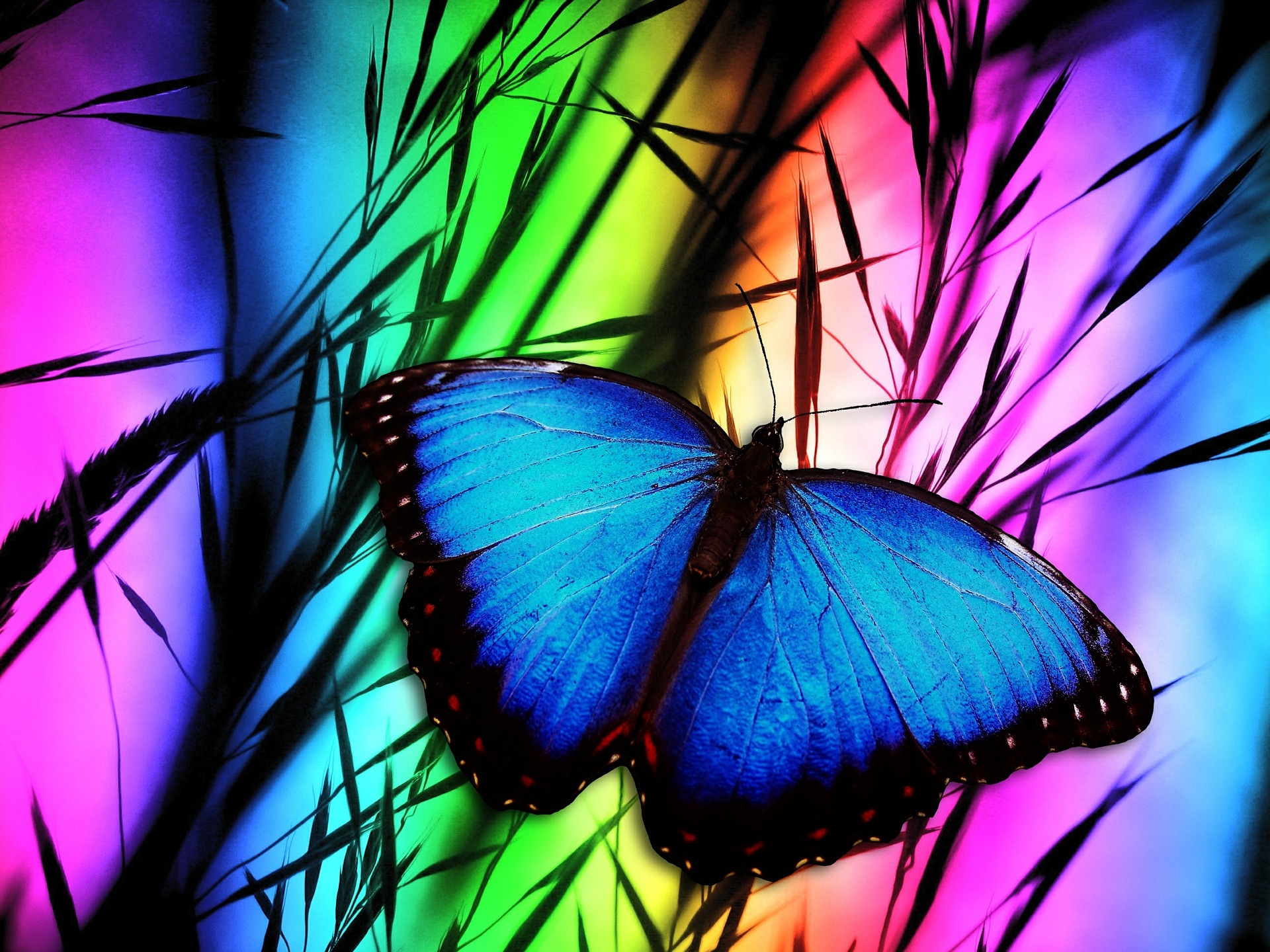 Pretty Blue Butterfly Wallpaper