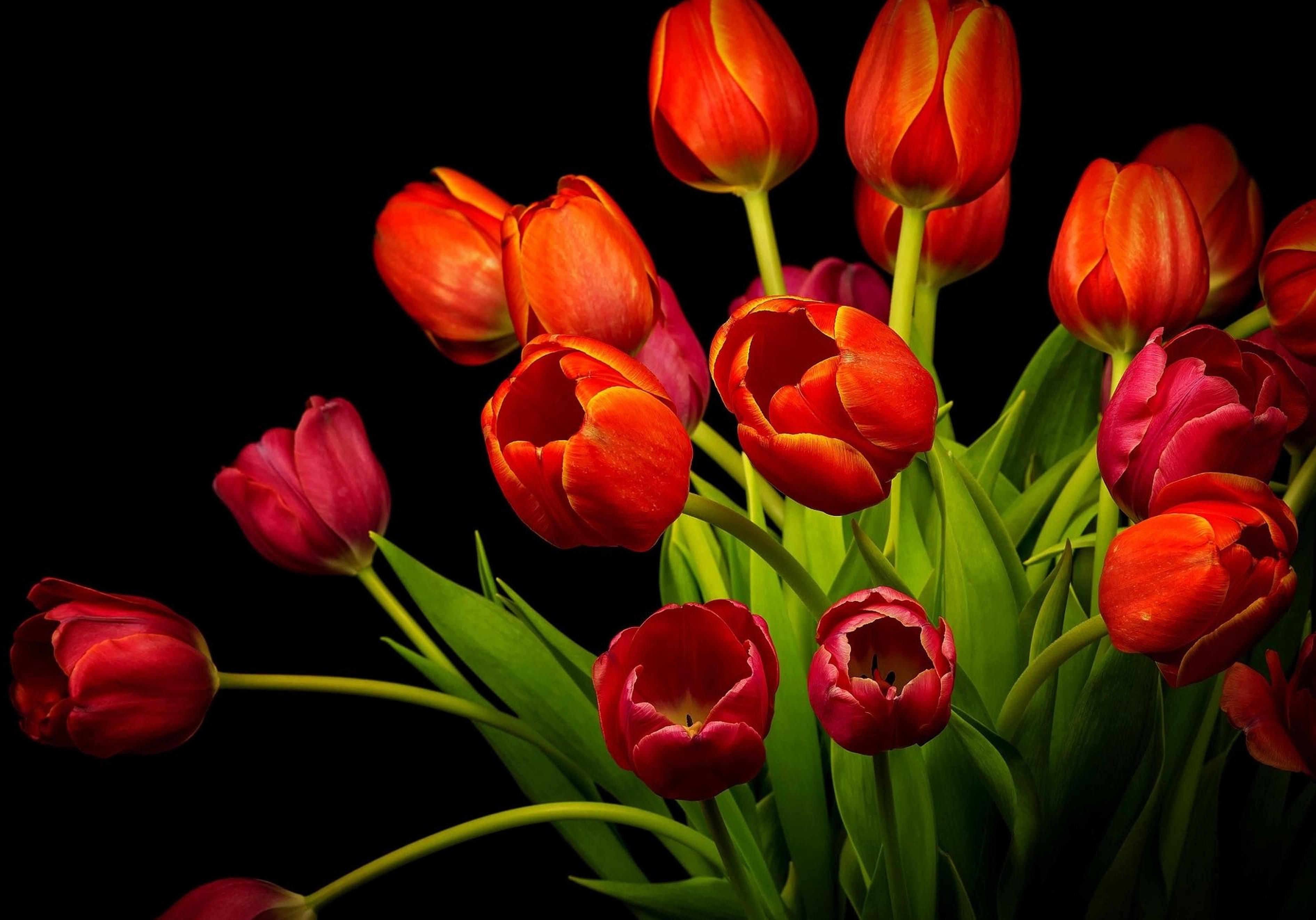 Orange Tulips HD Wallpaper | Background Image | 3784x2646 ...