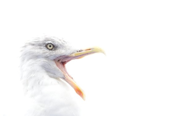 Animal Seagull Birds Seabirds Bird Beak HD Wallpaper | Background Image