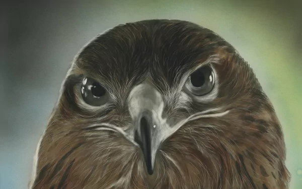 bird of prey bird Animal hawk HD Desktop Wallpaper | Background Image