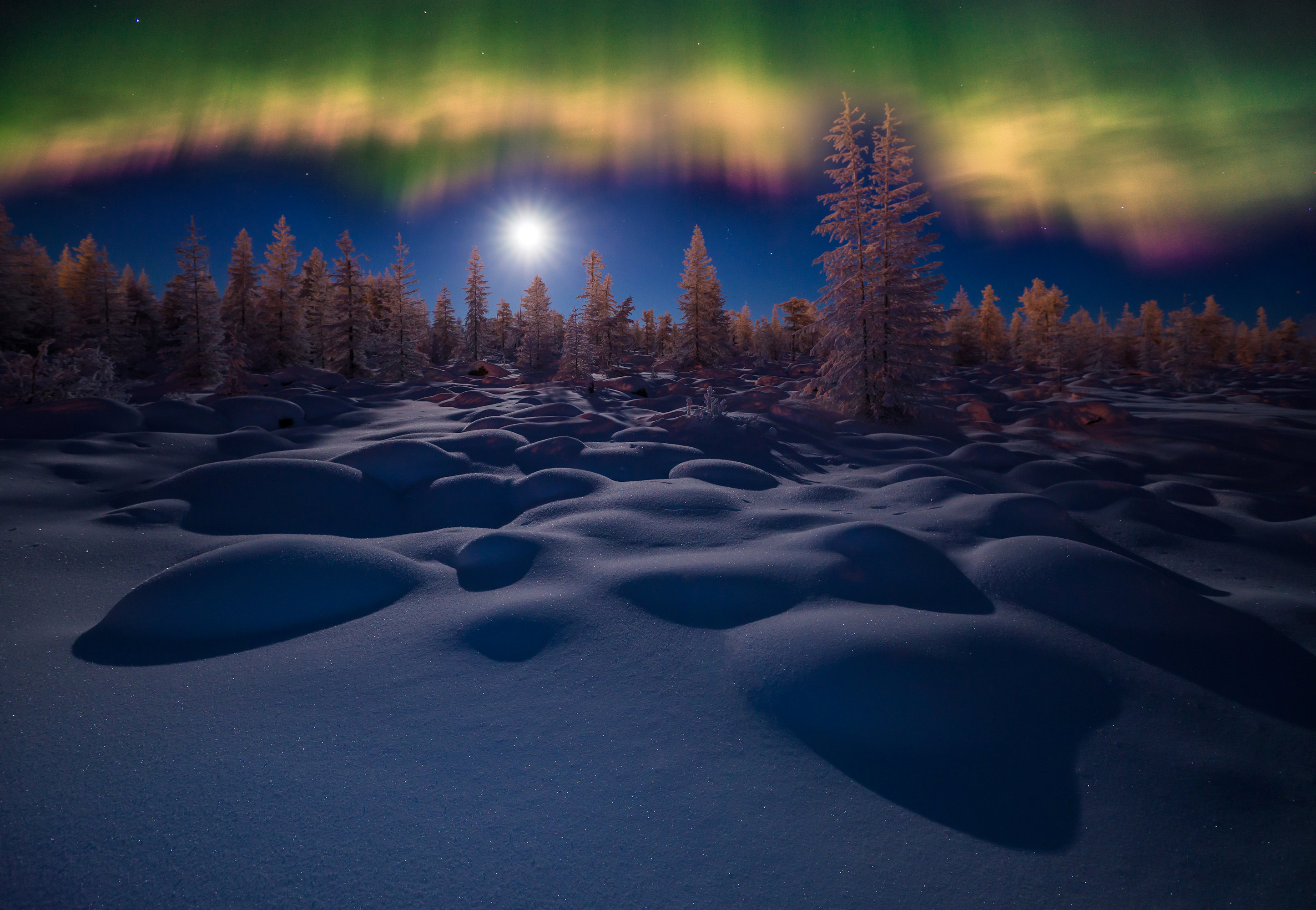 Download Sky Night Tree Snow Winter Nature Aurora Borealis HD Wallpaper