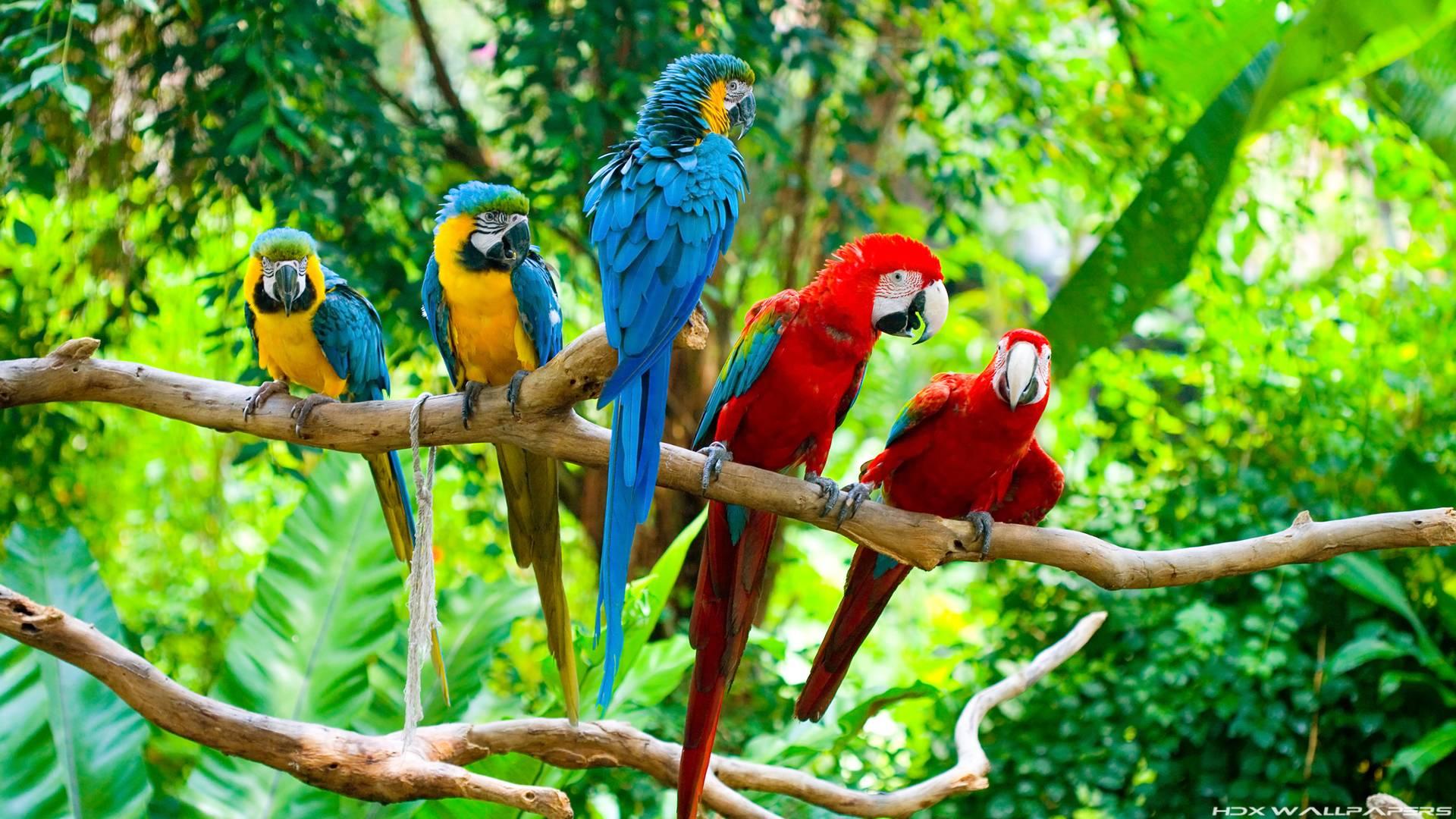 Macaw HD Wallpaper